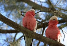 The Spectacular Pink Cockatoo (Cacatua leadbeateri) THE BEAUTIFUL Pink Cockatoo, its delicate pink tones suffusing its plumage, particularly under the wings in flight, is often called Major Mitchell