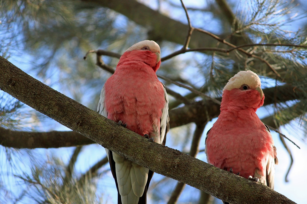 THE BEAUTIFUL Pink Cockatoo, its delicate pink tones suffusing its plumage, particularly under the wings in flight, is often called Major Mitchell