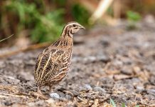 Stubble Quail (Coturnix pectoralis)