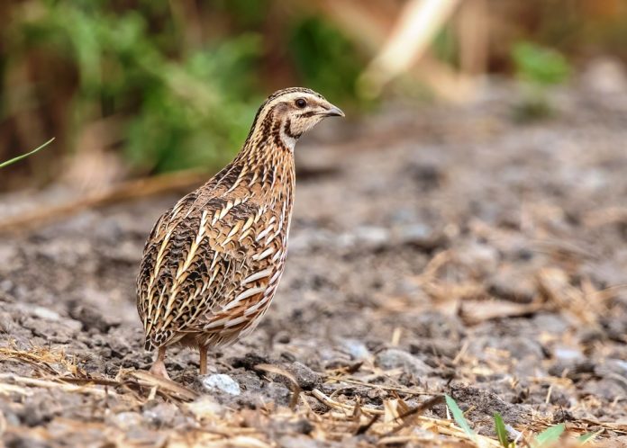 Stubble Quail (Coturnix pectoralis) is the best known Australian quail.