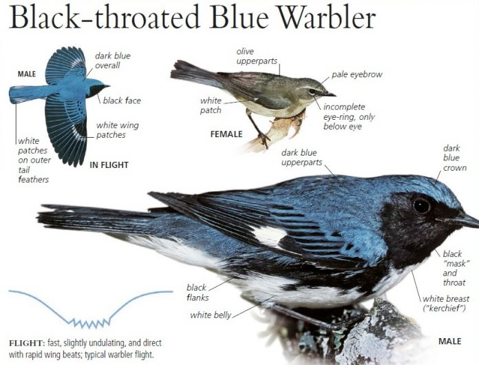 efrew Black-throated Blue Warbler