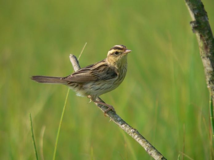 Aquatic Warbler song is usually given from among sedges, occasionally in short song flight.