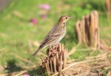Pechora Pipit (Anthus gustavi) The size of Pechora Pipit is (Anthus gustavi) 14 cm in length. It is found in the extreme northeast of our region only.