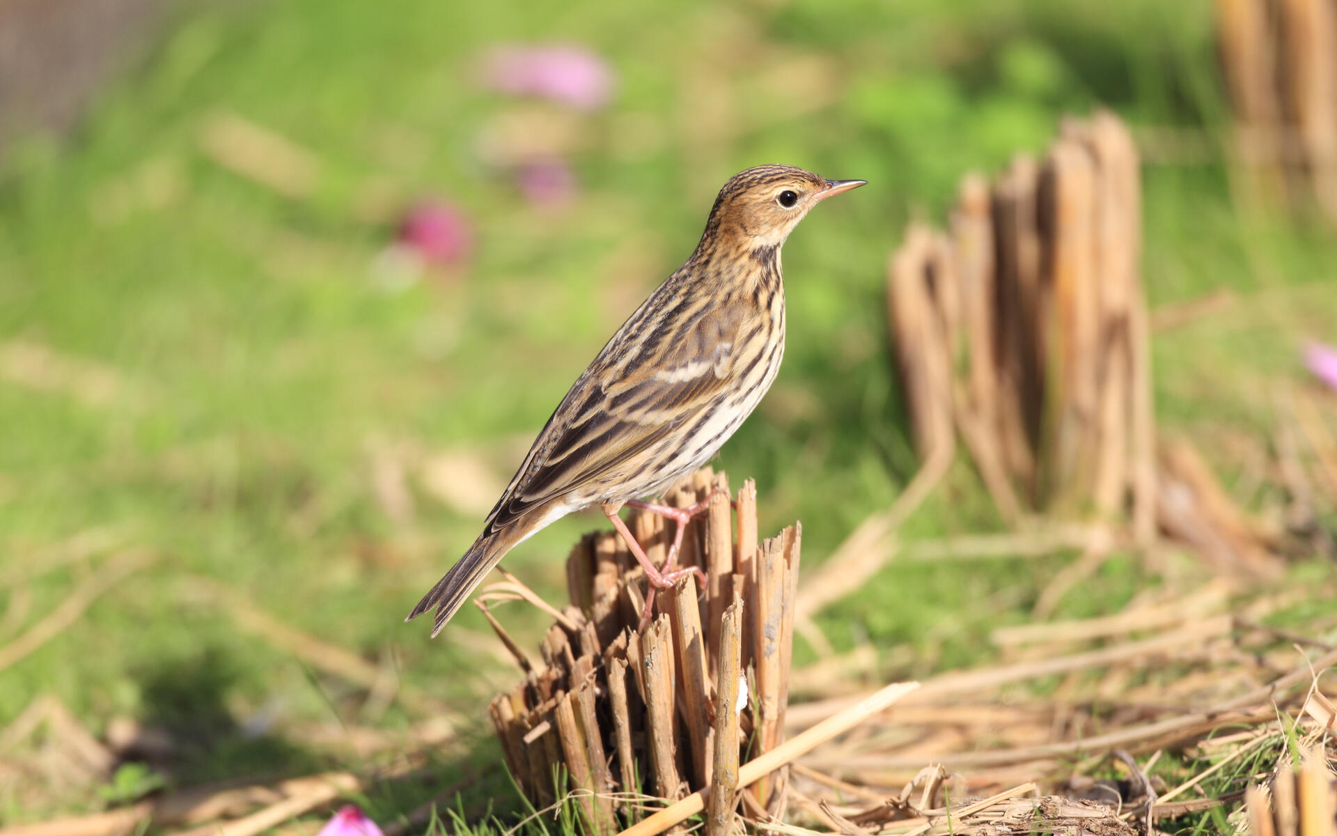 The size of Pechora Pipit is (Anthus gustavi) 14 cm in length. It is found in the extreme northeast of our region only.