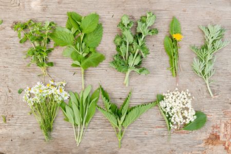 The ultimate secrets of wild herbs were originally all wild plants; in fact, many of the plants now grown in gardens are wild plants in their native countries
