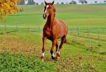Gastrointestinal Problems in Horses Gastrointestinal Problems in Horses