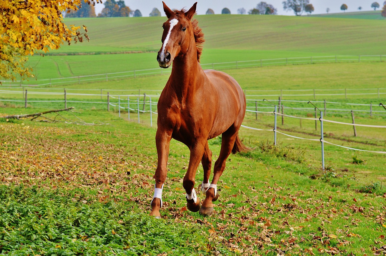 Gastrointestinal Problems in Horses