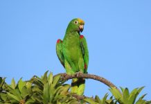 The Yellow-crowned Amazon