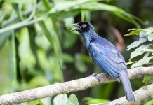 Trumpet Manucode (Manucodia keraudrenii)