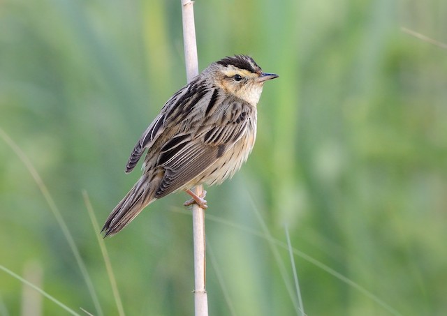 Aquatic Warbler is notoriously more skulking than Sedge, even on breeding grounds, and especially so on passage.