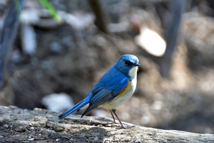 The red-flanked bluetail call is similar to European Robin-like sharp ‘tictictic’, but also utters a low, soft ‘huit’ and a guttural ‘kerrr’ when alarmed.