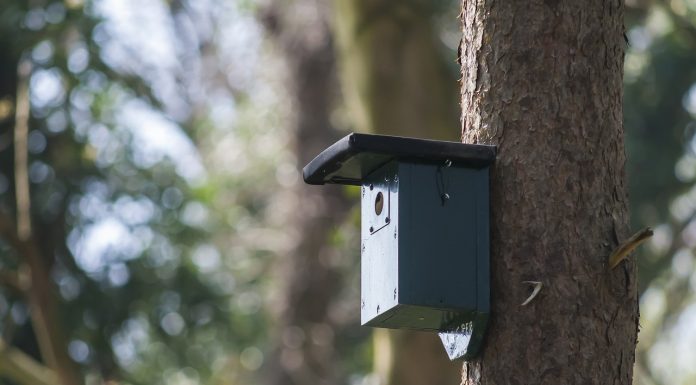 Best Idea Where To Hide The Camera