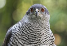 Northern Goshawk – The Apex Predator of the Avian World