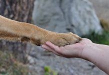 What Can You Put on a Dog’s Paws to Protect Them? Dog's Paws