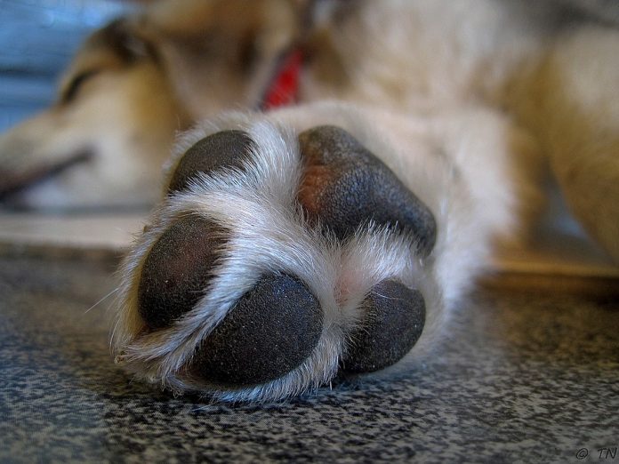 Dog's Paws 