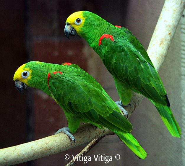 The yellow-crowned parrot or Yellow-crowned amazon (Amazona ochrocephala) is a species of parrot native to South America, the Amazon basin, and Guianas, Panama, and Trinidad and Tobago.