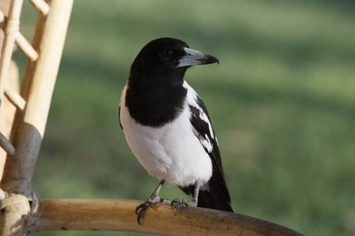 Pied Butcher bird song is superb of sustained far-carrying fluted pipings, often in duet, with one sex calling higher, the other lower in mellow tones.