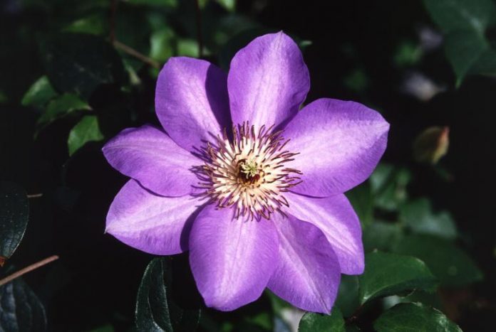 preview16 Clematis hybrids