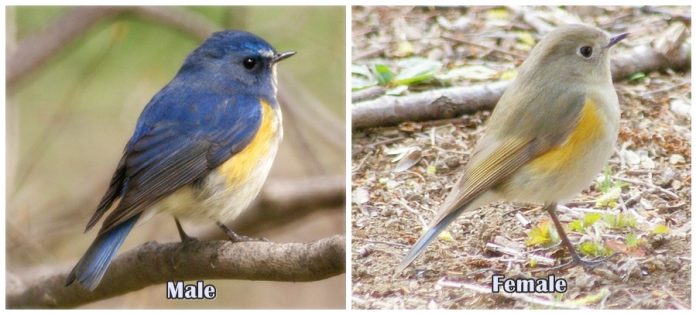 The red-flanked bluetail (Tarsiger cyanurus) Male and Female