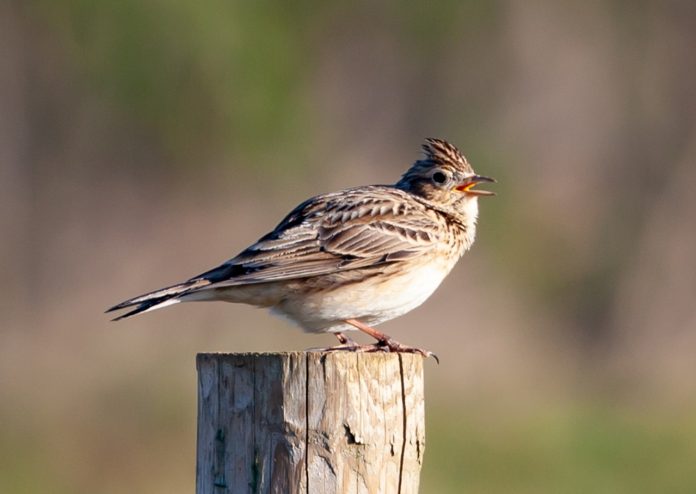 Eurasian Skylark is a medium-large lark with a short crest (apparent only when crown feathers are raised), relatively short but the stout bill, thickset body, and relatively long tail.