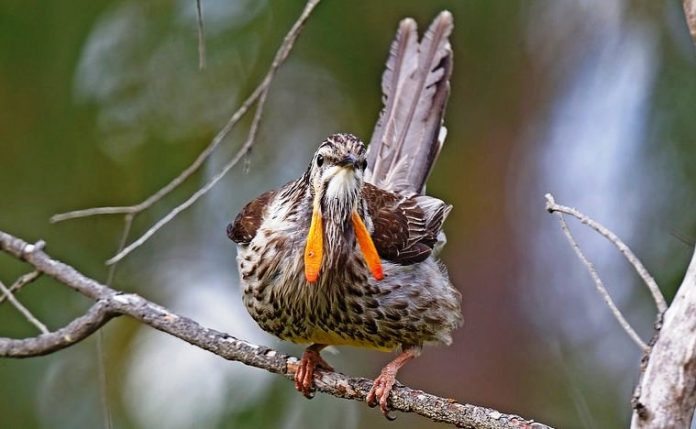 The largest of all honeyeaters is the Yellow Wattlebird (Anthochaera paradoxa), named for the pendulous orange-yellow wattles that hang from its cheeks.