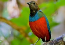 Red-bellied Pitta – A Vibrant Colorful Bird