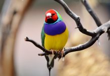 Gouldian Finch (Erythrura gouldiae) Gouldian Finch is bold coloring and has brought the brilliant finch fame as a cage bird and misfortune in the wild.