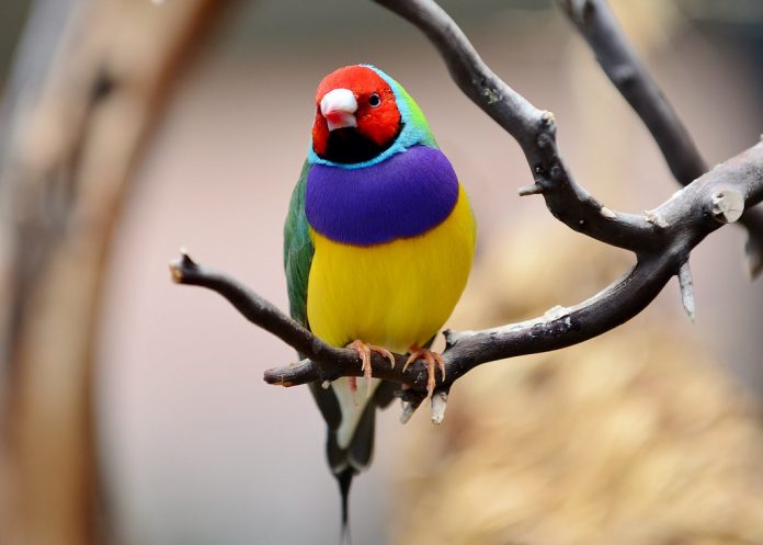 Gouldian Finch is bold coloring and has brought the brilliant finch fame as a cage bird and misfortune in the wild.