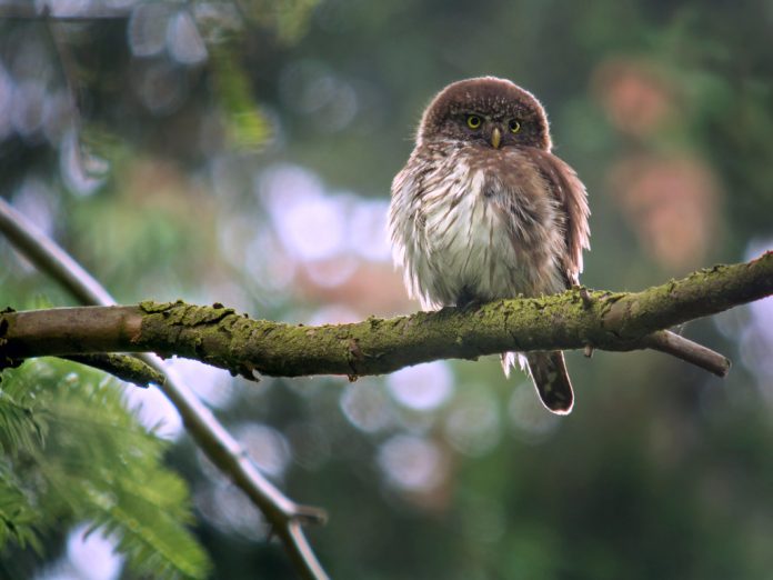 Eurasian Pygmy Owl seldom detected in daylight by its rhythmic call, frequently delivered from the top of tall spruce.