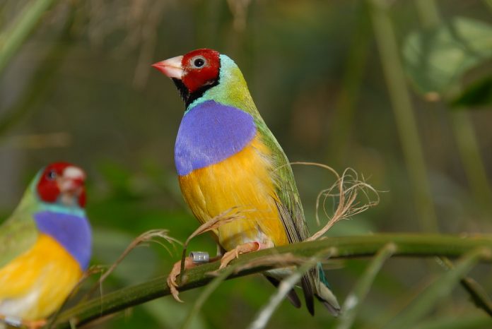 The size of Gouldian Finch is about 135-145 mm.