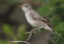 Upcher’s Warbler (Hippolais languid)