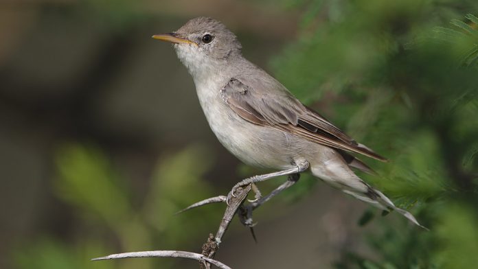 The call of Upcher’s Warbler call is a soft, deep ‘tak’ or ‘chuk’, often repeated; seemingly very similar to the call of Olivaceous Warbler.