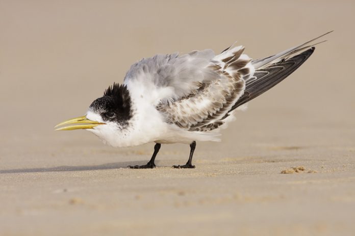The size of the crested tern is approximately 445-485 mm in length. Thus, both sexes are similar.