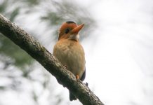 Yellow-billed Kingfisher (Syma torotoro)