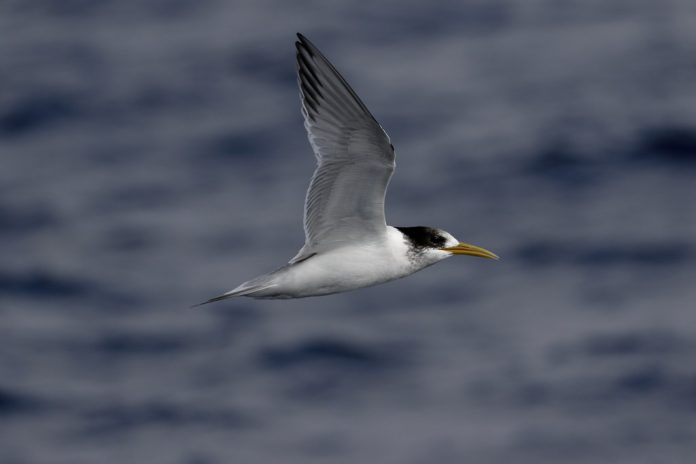 The crested tern can swim and float for hours on the water and often bathe there then swim to a beach to dry off and preen.