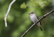 Spotted Flycatcher Call Spotted Flycatcher call includes a thin, squeaky ‘zeee’, a sharp ‘chick’ and a ‘zee-zucc’ of alarm. Bill-snaps when flycatching.