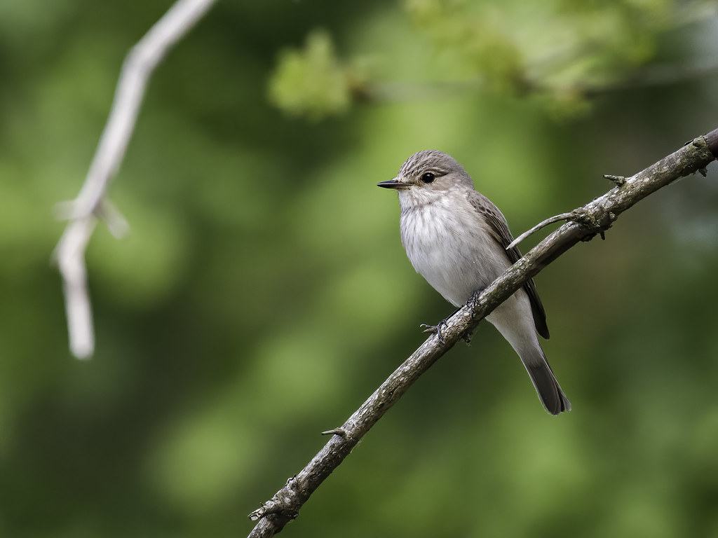 Spotted Flycatcher call includes a thin, squeaky ‘zeee’, a sharp ‘chick’ and a ‘zee-zucc’ of alarm. Bill-snaps when flycatching.