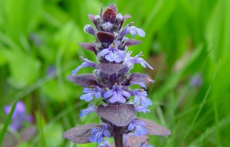 Ajuga Reptans is a fast-spreading plant, sometimes called “Bugle”, and has much to recommend it.