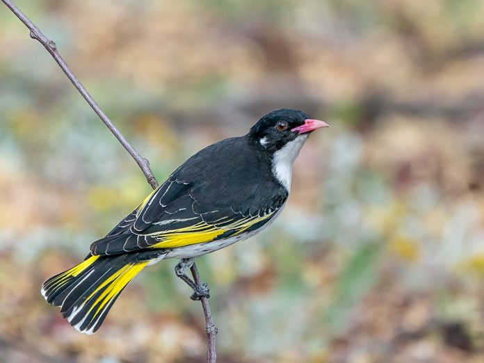 The painted honeyeater (Grantiella picta) plumaged is contrasting black, white, and yellow.