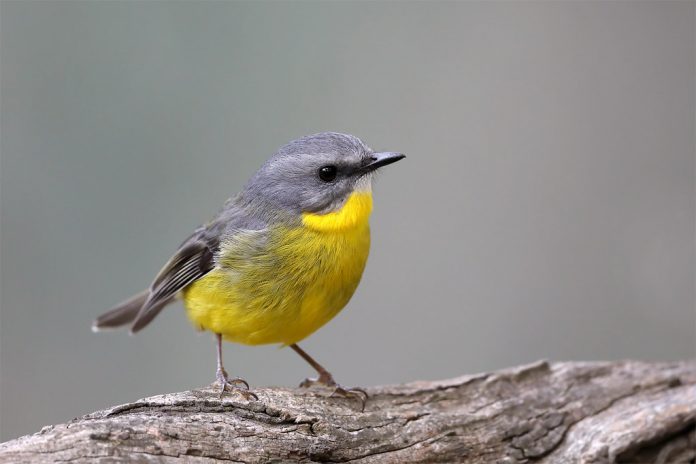 The distribution of Eastern Yellow Robin is the coast and ranges of eastern Australia, from Cooktown, Queensland, to southeastern South Australia.