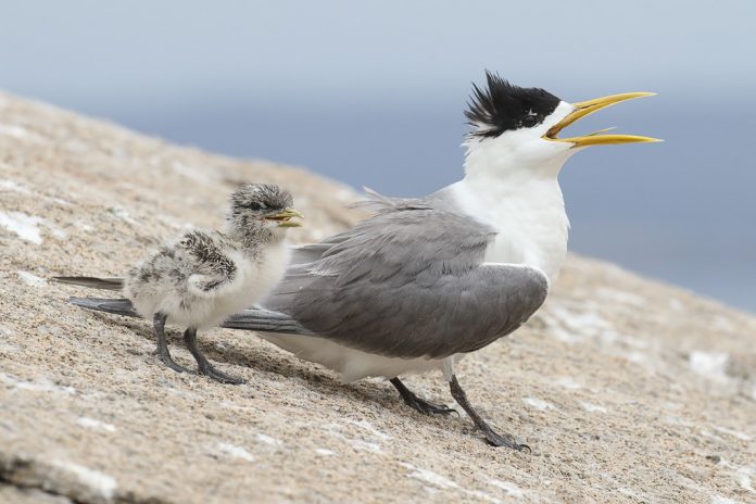 The crested tern flock calls aloud, rasped kirrik; wep-wep in alarm; cawing in courtship and display; peevish whistles from juveniles.