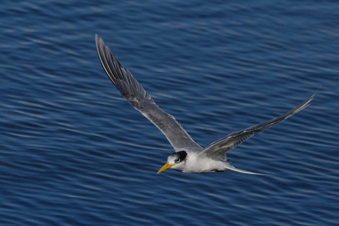 Crested tern is the second largest of Australia's terns, and it is also one of the most familiar and abundant, frequenting shores and inshore seas around the entire coastline.