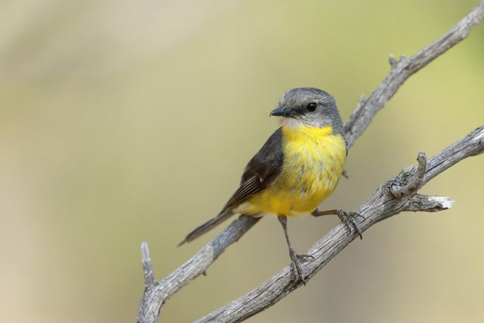 The Eastern Yellow Robin diet includes ants, bugs, spiders, moths, grasshoppers, wasps, and catching flies in flight.