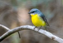 Eastern Yellow Robin – An Attractive bird of Rain forest