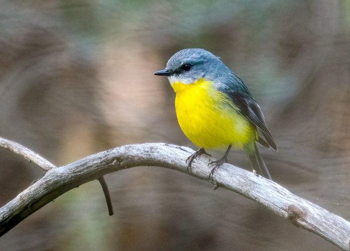 Perching sideways on low vertical branches and saplings is the characteristic of the Eastern Yellow Robin (Eopsaltria australis).