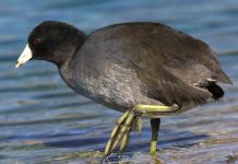 American coot (Fulica Americana) The call of the American coot is harsh, croaked ‘krok’, rather different from the typical call of the Eurasian Coot.