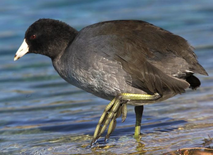The call of the American coot is harsh, croaked ‘krok’, rather different from the typical call of the Eurasian Coot.