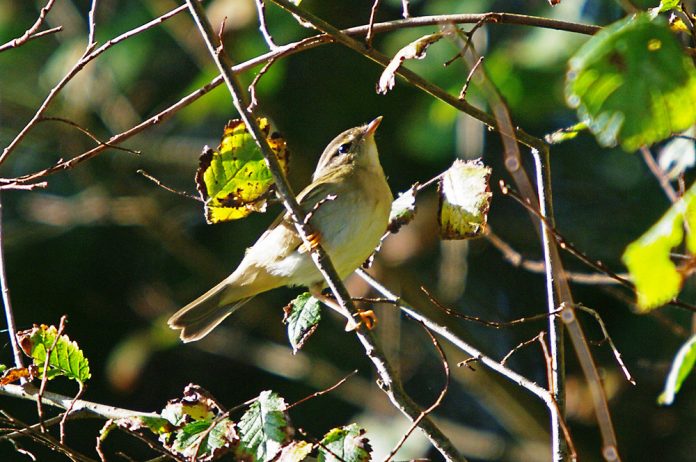 Radde’s Warbler habitats are vagrant (Europe).