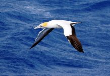 Australasian Gannet (Marus serrator)