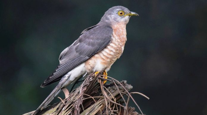 common hawk-cuckoo call can also be interpreted in Hindi as piyaan kahan ("where is my love") or in Bengali as chokh gelo ("my eyes are gone") and in Marathi as paos ala ("the rain is coming"). 